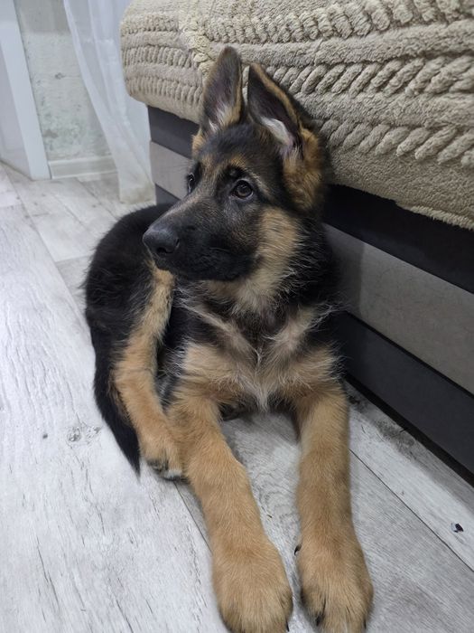 Продам овчарку 4 месяца