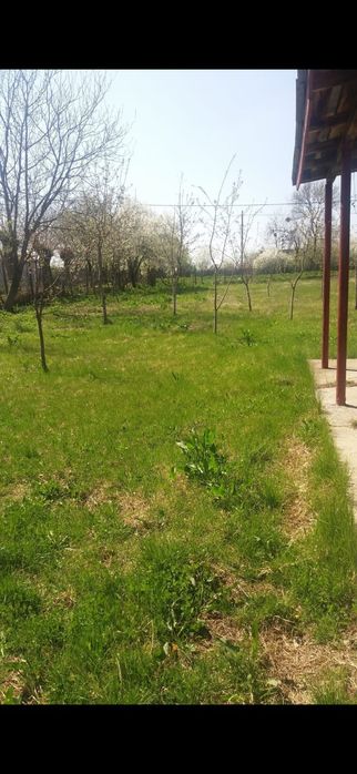 Vând teren Naipu( Ghimpați)