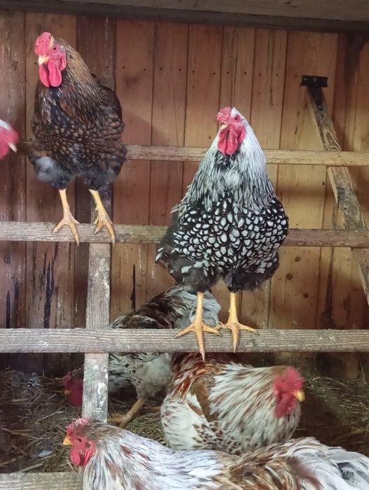 Cocoși Yandotte Argintiu, Splesh și Auriu