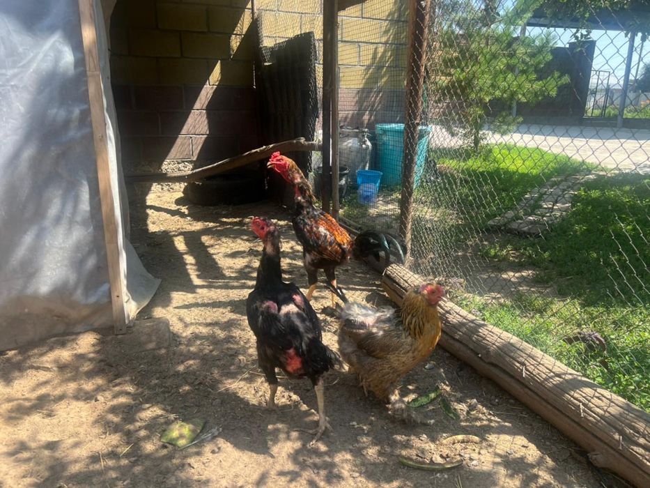 Бойцовый петух кораз