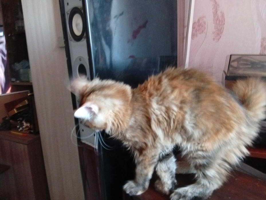 котята Мейн-кунов.