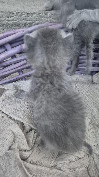 Отдам котят в руки