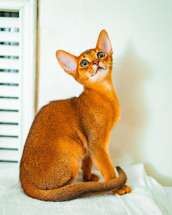 Абиссиские котята дикого окраса