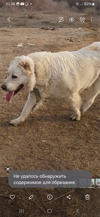 Собаки продается