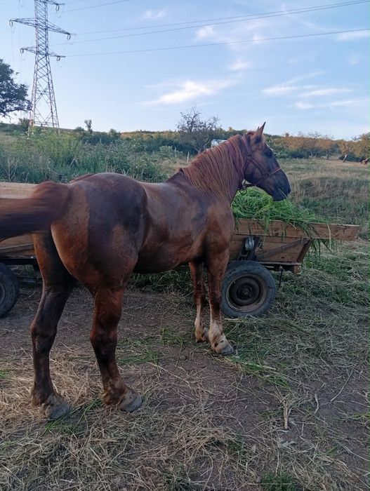 Vând cal de 5 ani