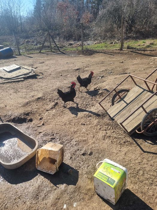 Продавам млади петлета