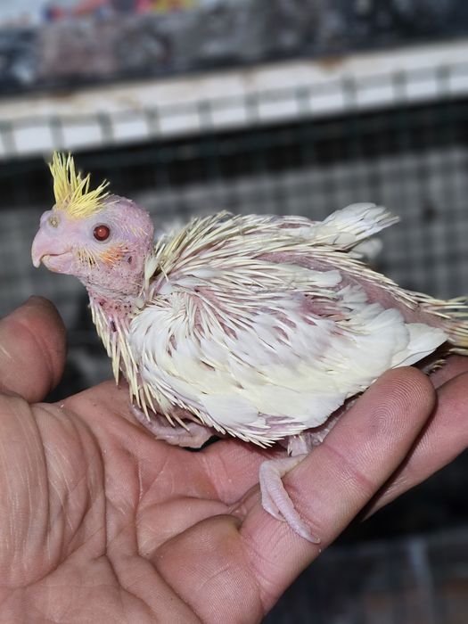 Puiuti de nimfa pentru a fi crescuti la seringa!!