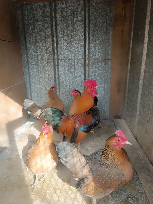 Продам карликовых кур