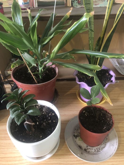 Домашные светы 4 шт