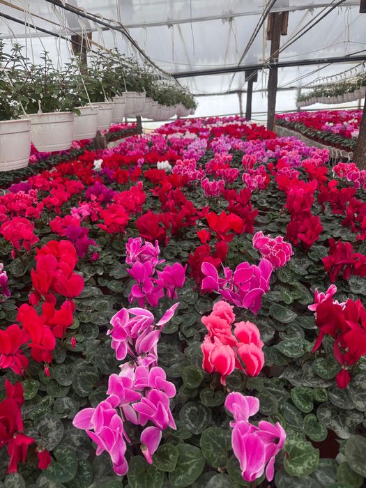 Cyclamen , primula si zambila