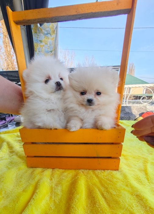 Продам щенков цверг шпица