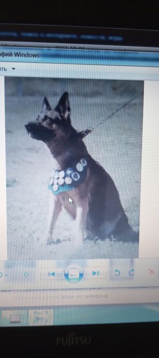 Дрессировка собак