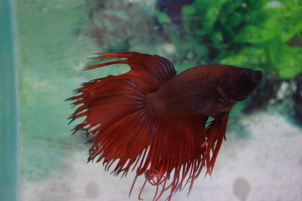 Pesti Betta Splendens Halfmoon Combtail Masculi Femele Acvariu