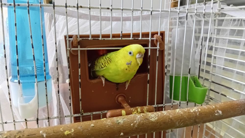 Попугай с клеткой