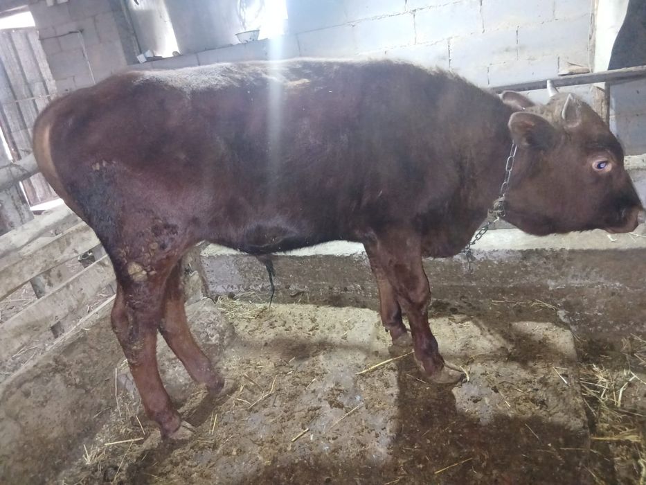 Продам быка возраст 1год