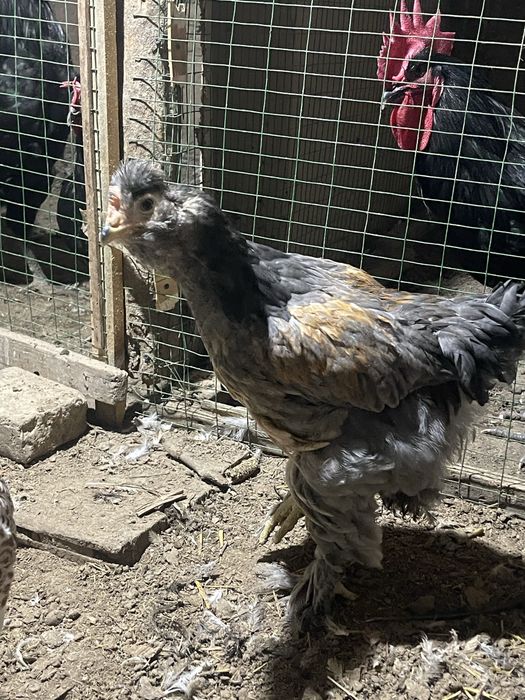 Qora shahzoda xoroz gegant 500.000