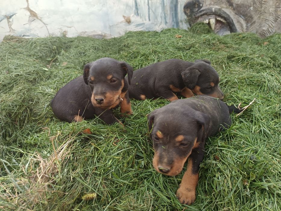 Продаются щенки немецкого ягдтерера