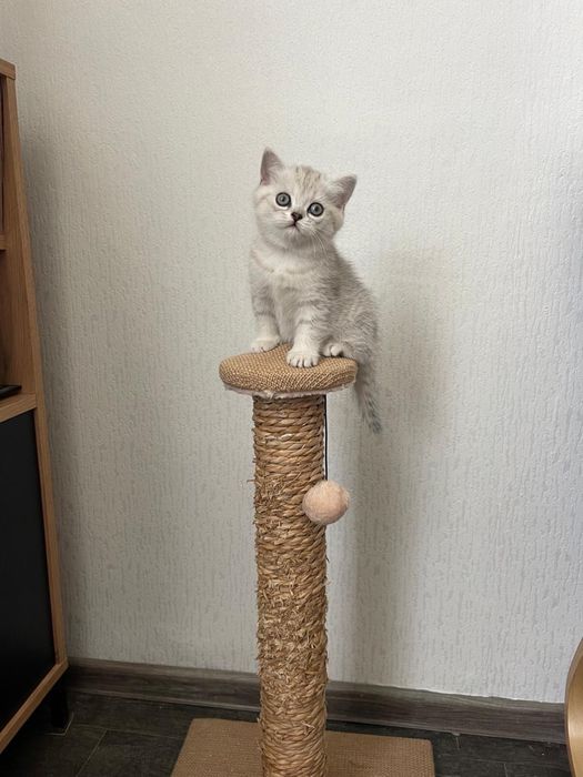 Pisicuta Scottish / British