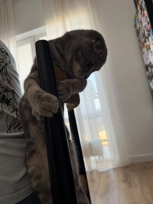 Продам шотландского вислоухого котика