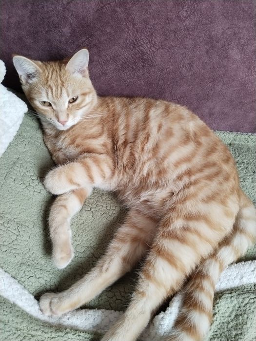 Отдам Кота в хорошее руки