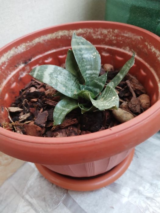 Горшки для отростков.