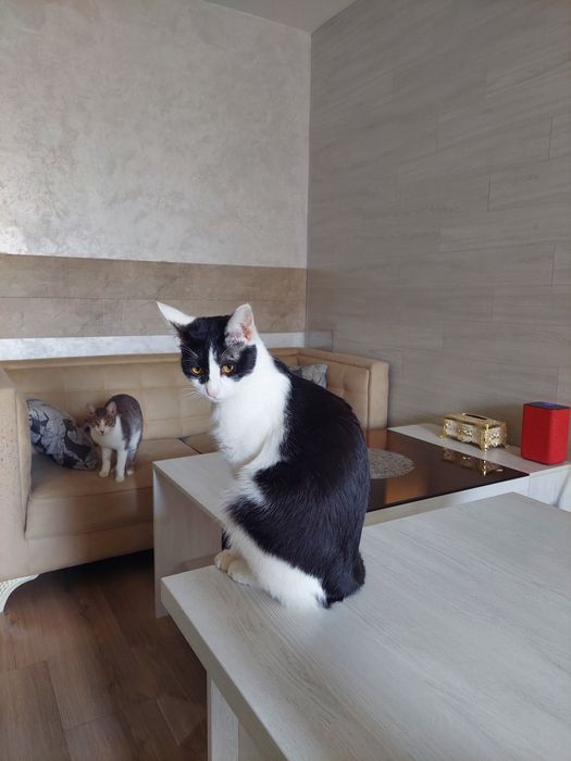 Кот кастрирован Ташкент