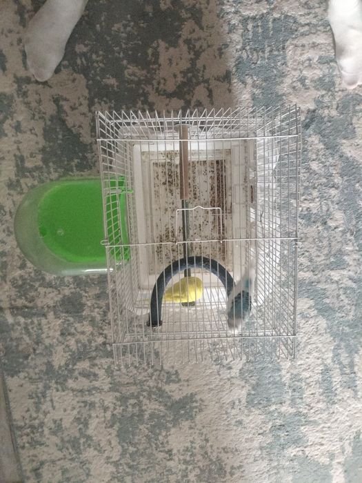 Пролом Волнистиков (попугай)