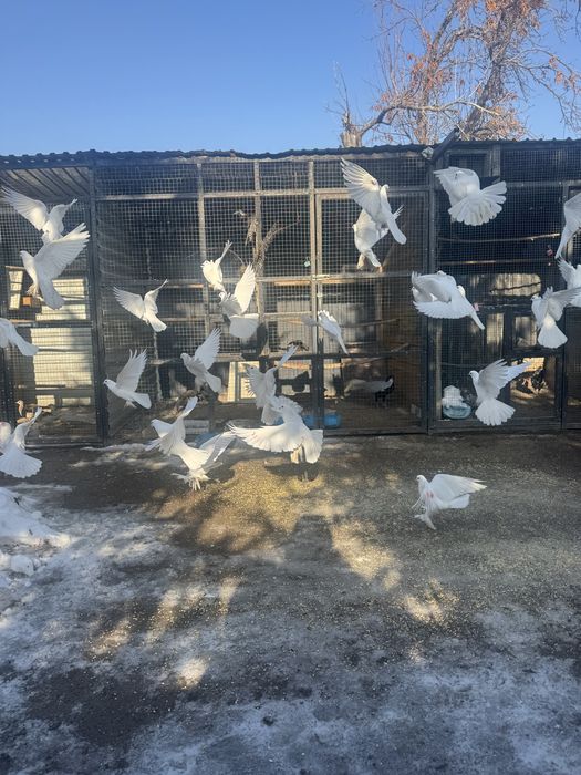 Голуби белые на торжества,свабды!