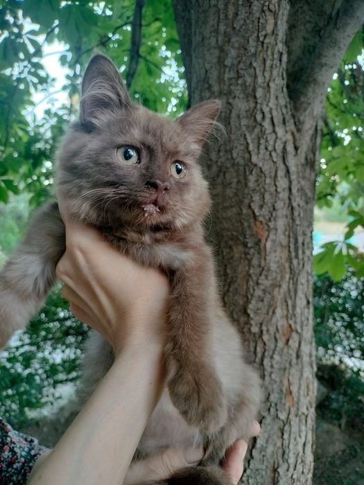 Котята бесплатно Тараз