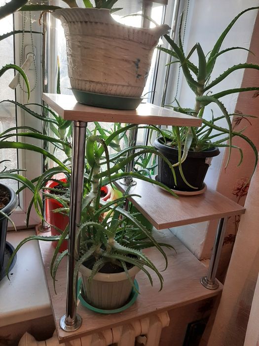 Алое лечебное цена зависит от возраста и размера цветка