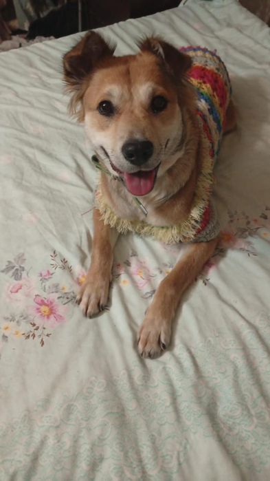 Отдам в добрые руки