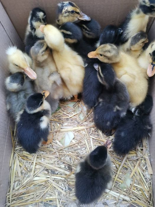 Фазани, токачета, качулати юрдечета