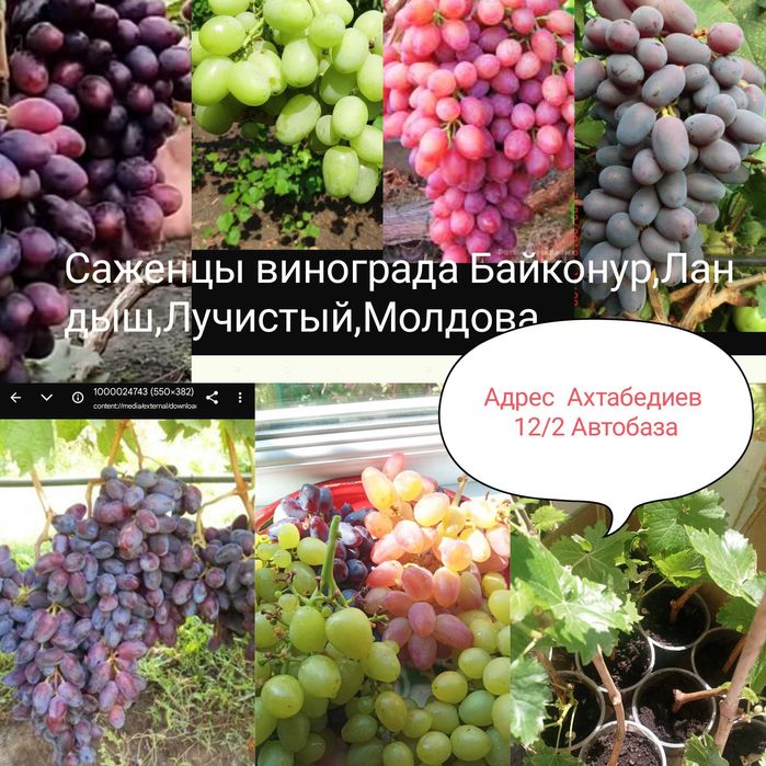 Саженцы столовых сортов винограда