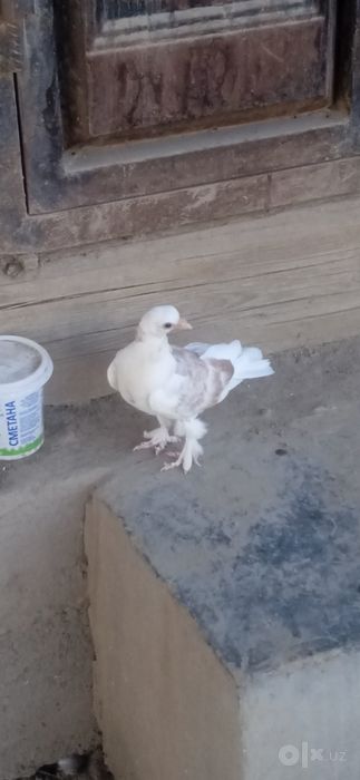 Kabutarlar oq oyoqlari patli