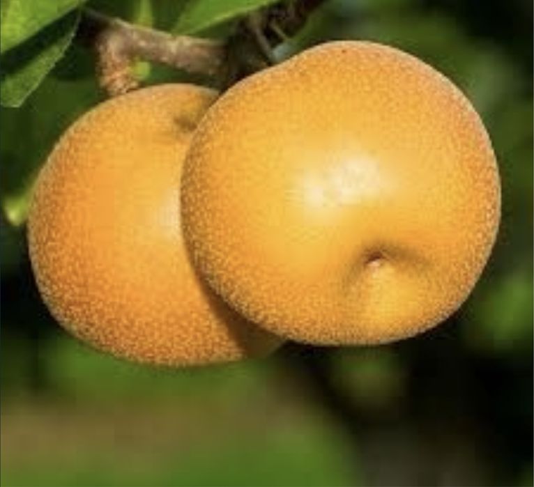 Pomi fructiferi columnari deosebiti