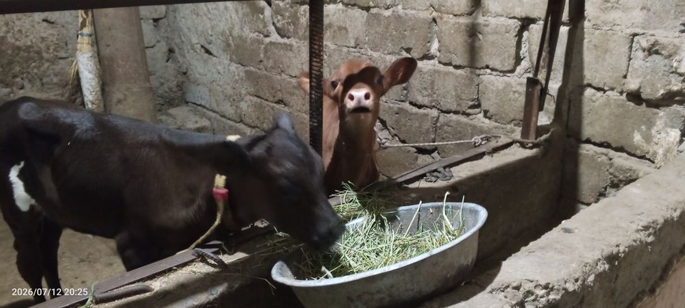 Ona bola sigir sotiladi