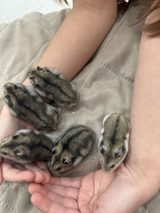 Джунгарские хомячки