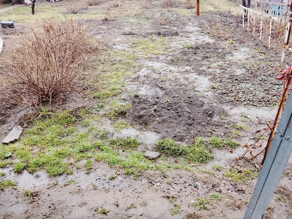 Крыжовник  саженцы