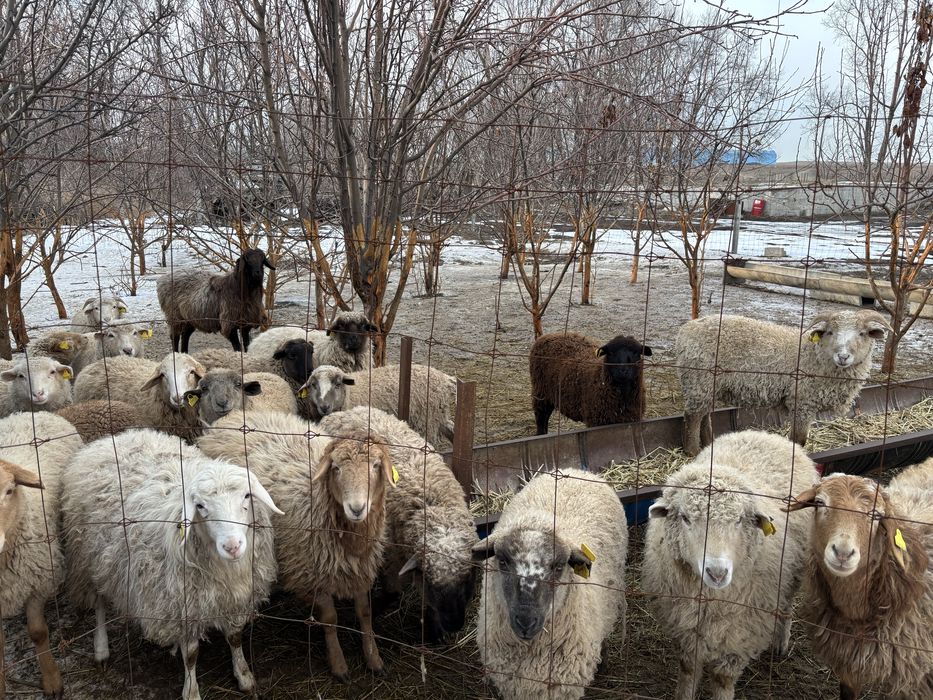 Продам баран 19 голов