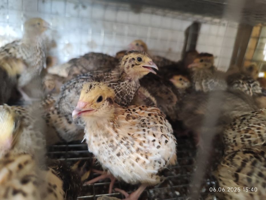 Перепела 16 дней, бөдене 16 күндік