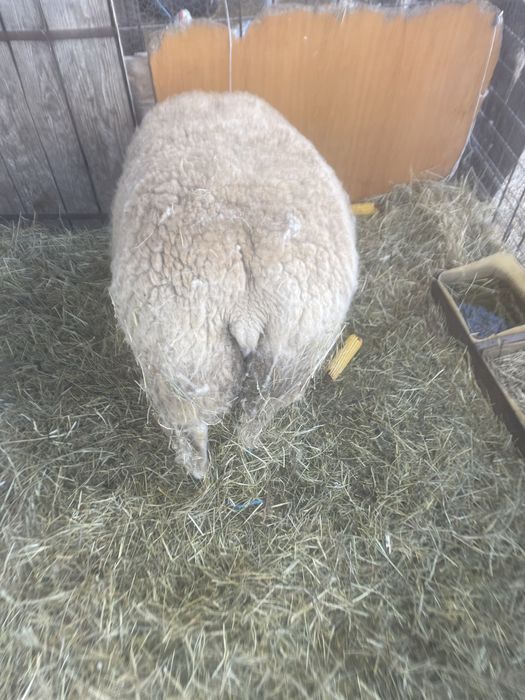 Vand Berbec Texel de 2 ani !