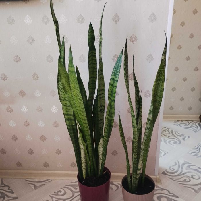 Продам домашние цветы