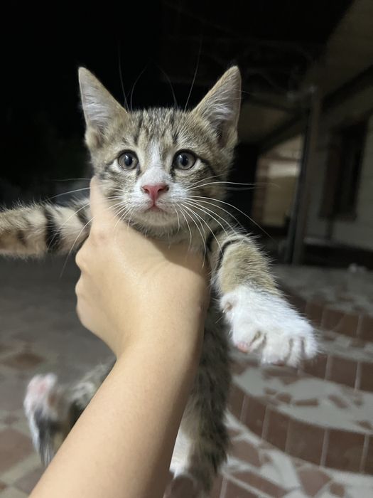 3 котенка домашних!