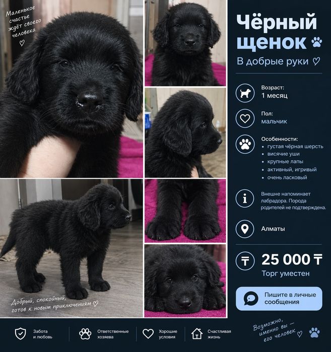 Мама Спаниель папа Лабрадор