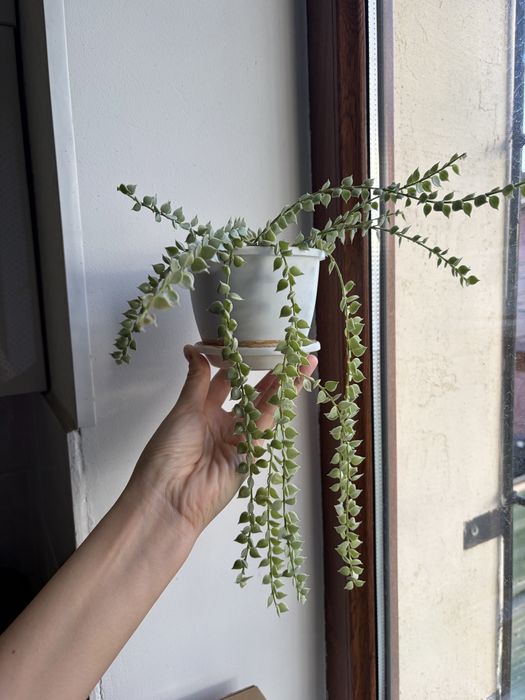 Цветы Дисхидия миллион сердец вариегатная