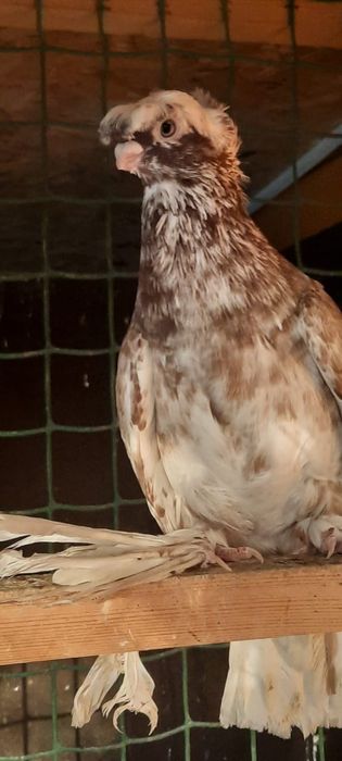 Продам голубя самец