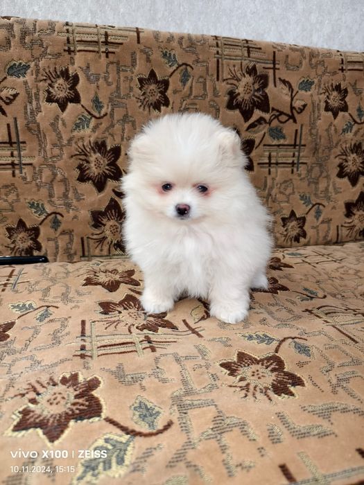 Очаровательный щенок шпица.