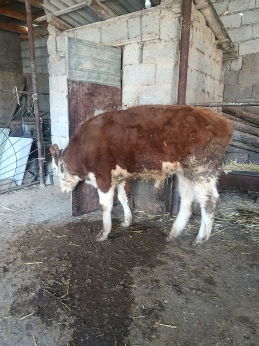 Еркек буқа сатылады