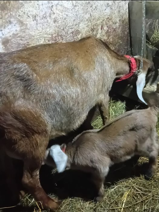 Vind capra  cu un ied..in TIMISOARA