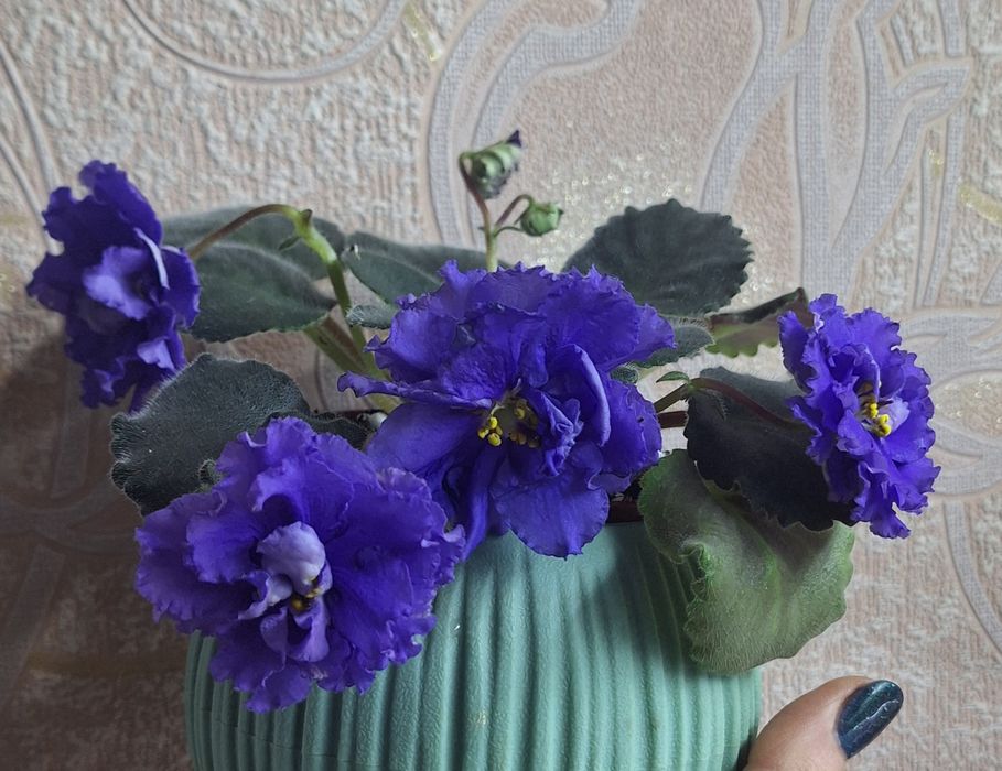 Сортовые цветущие сенполии